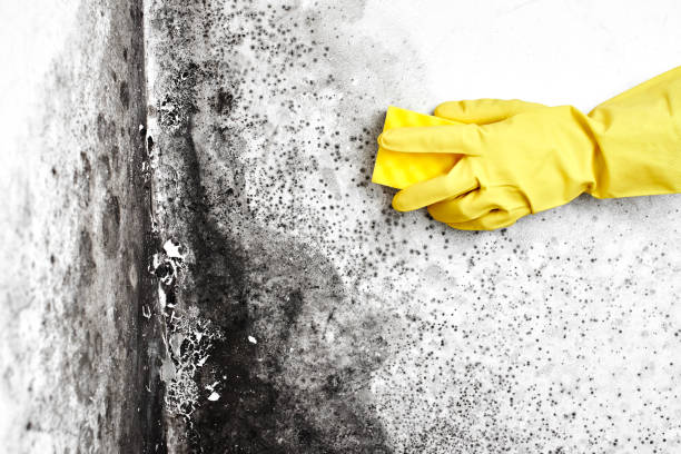 Best Emergency Mold Remediation in Hurst, TX