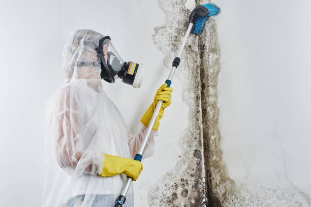 Best Residential Mold Remediation in Hurst, TX