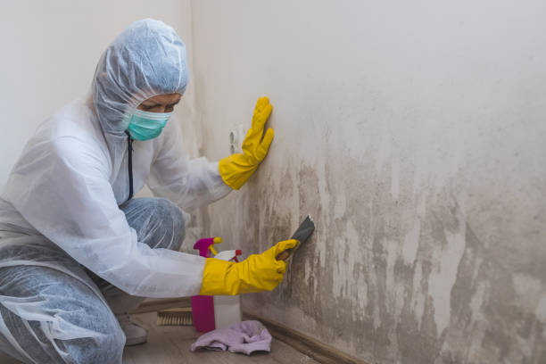 Best Attic Mold Remediation in Hurst, TX