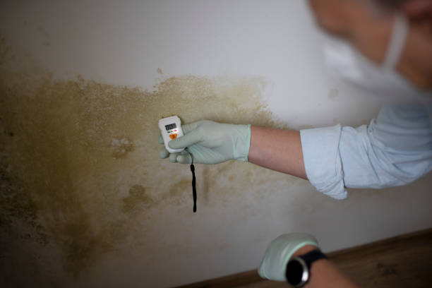 Best Residential Mold Remediation in Hurst, TX