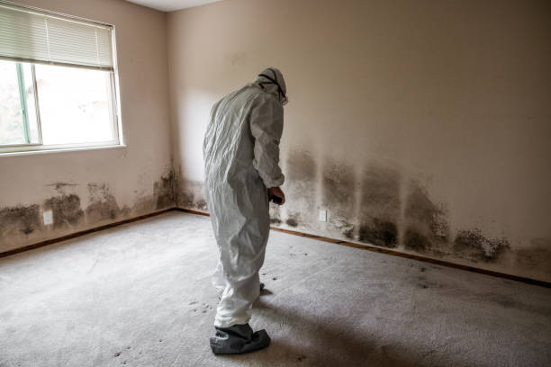 Best Kitchen Mold Remediation in Hurst, TX