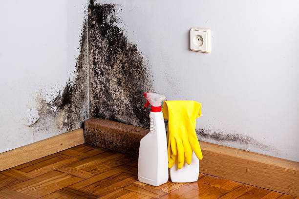 Best DIY Mold Remediation Support Services in Hurst, TX