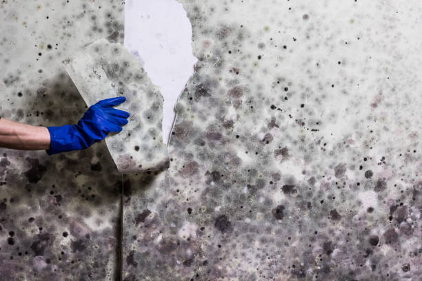 Best Mold Testing and Inspection Services in Hurst, TX
